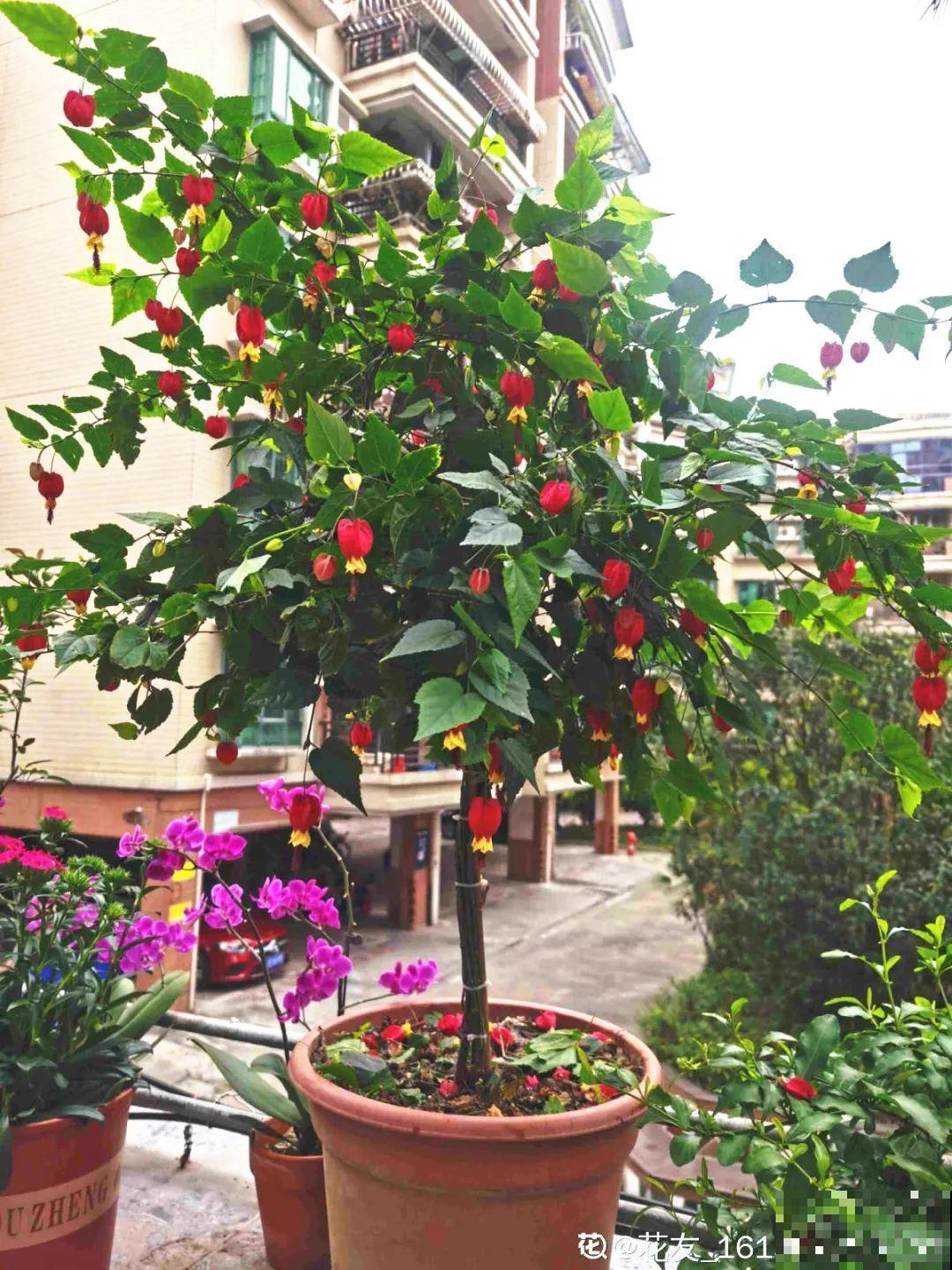 1种花俗称“摇钱树”，满盆长满小元宝，大吉大利，好看吉祥！