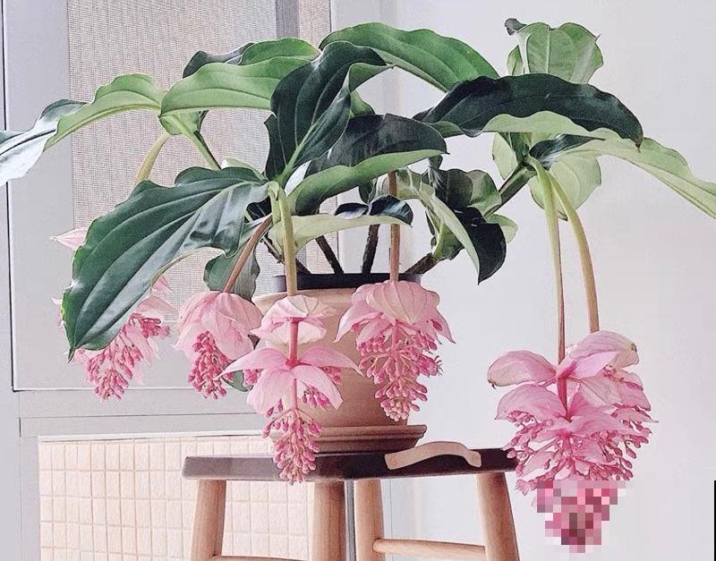 8种花养在家里不占地方,还很有格调,秋冬养正合适 8种花养在家里不占地方,还很有格调,秋冬养正合适