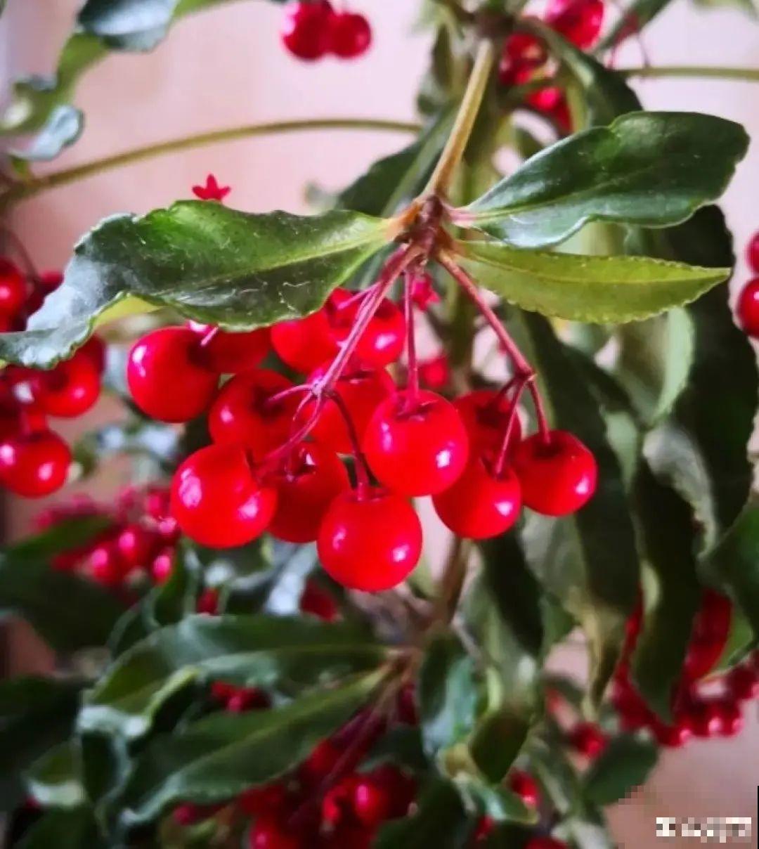 6种植物挂满果子,喜庆热闹,半年都不掉 6种植物挂满果子,喜庆热闹,半年都不掉