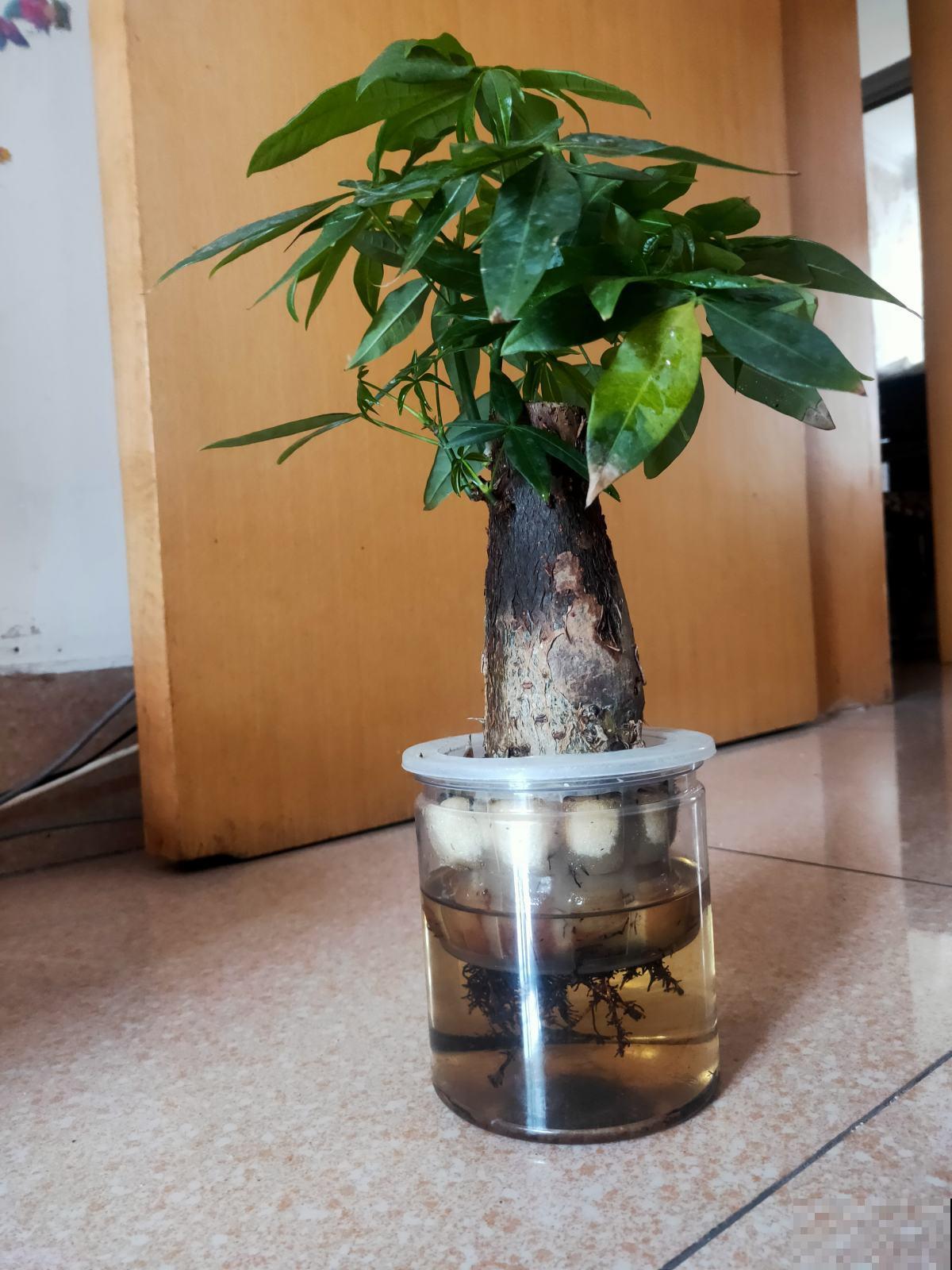 “客厅见树家业稳固”,记住4个口诀,发财树“根壮叶绿”很简单 “客厅见树家业稳固”,记住4个口诀,发财树“根壮叶绿”很简单