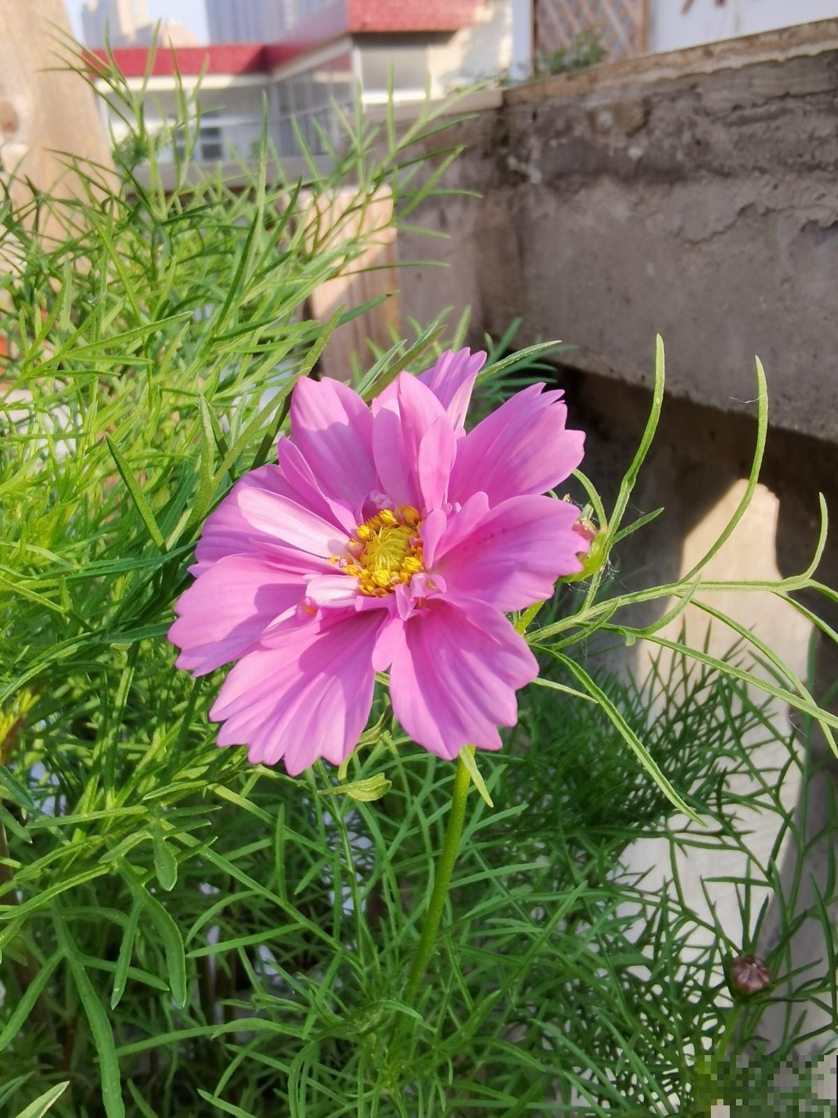 8种花，插土里就能活，简直是懒人“福音”