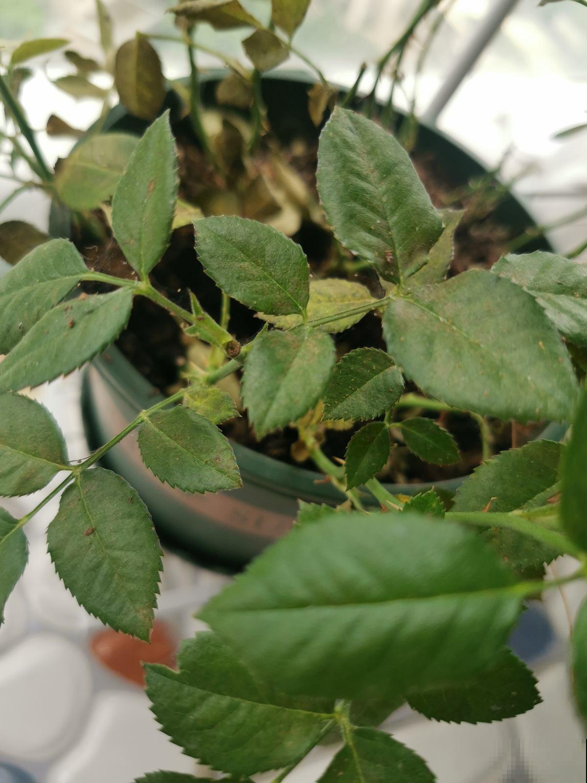 花盆里有小黑飞，记住6个小方法，安全无污染