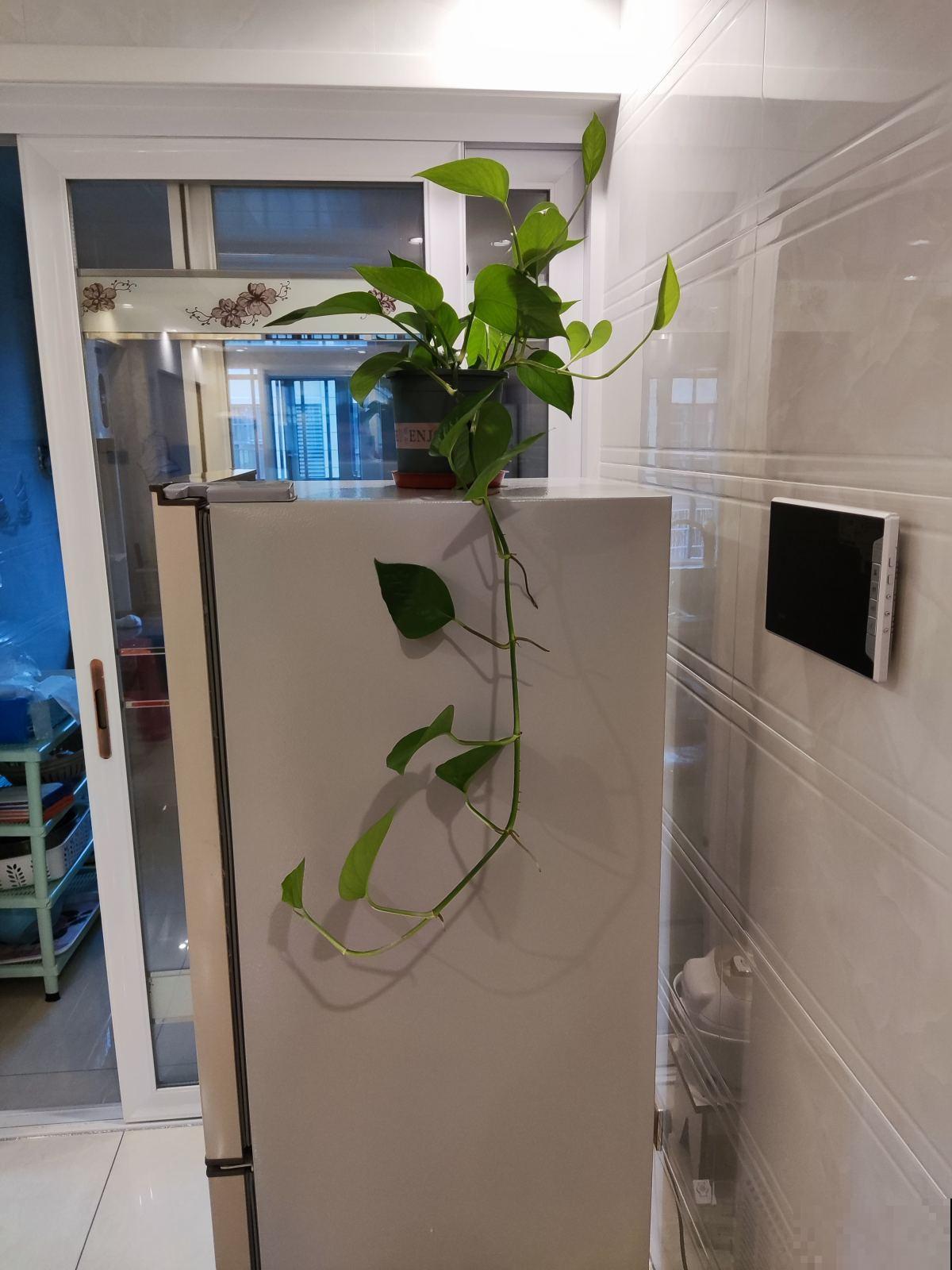 耐阴的15种植物，家里没光也能养，还能开花爆盆