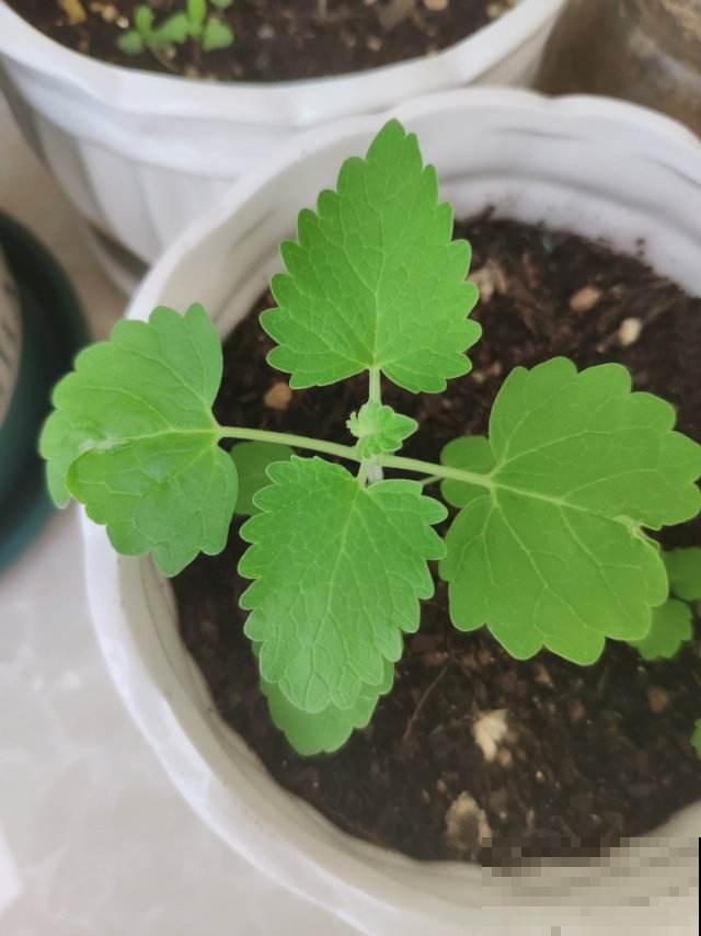 秋天家里养3种花，干干净净不生虫，省了一笔杀虫药钱