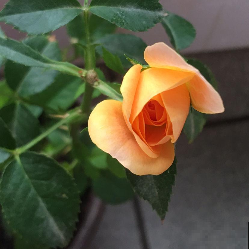 农村随处可见的牛粪，城里人当个宝，拿来养花正合适