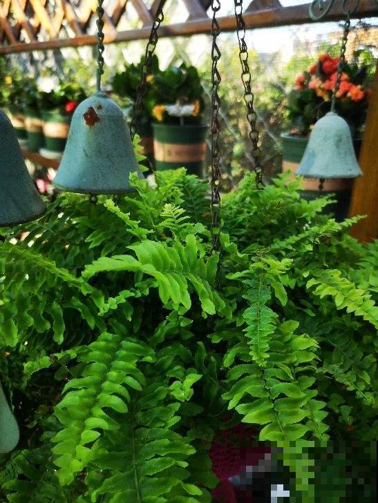 净化空气效果好的5种花，家里各个角落摆1盆，空气清新帮大忙