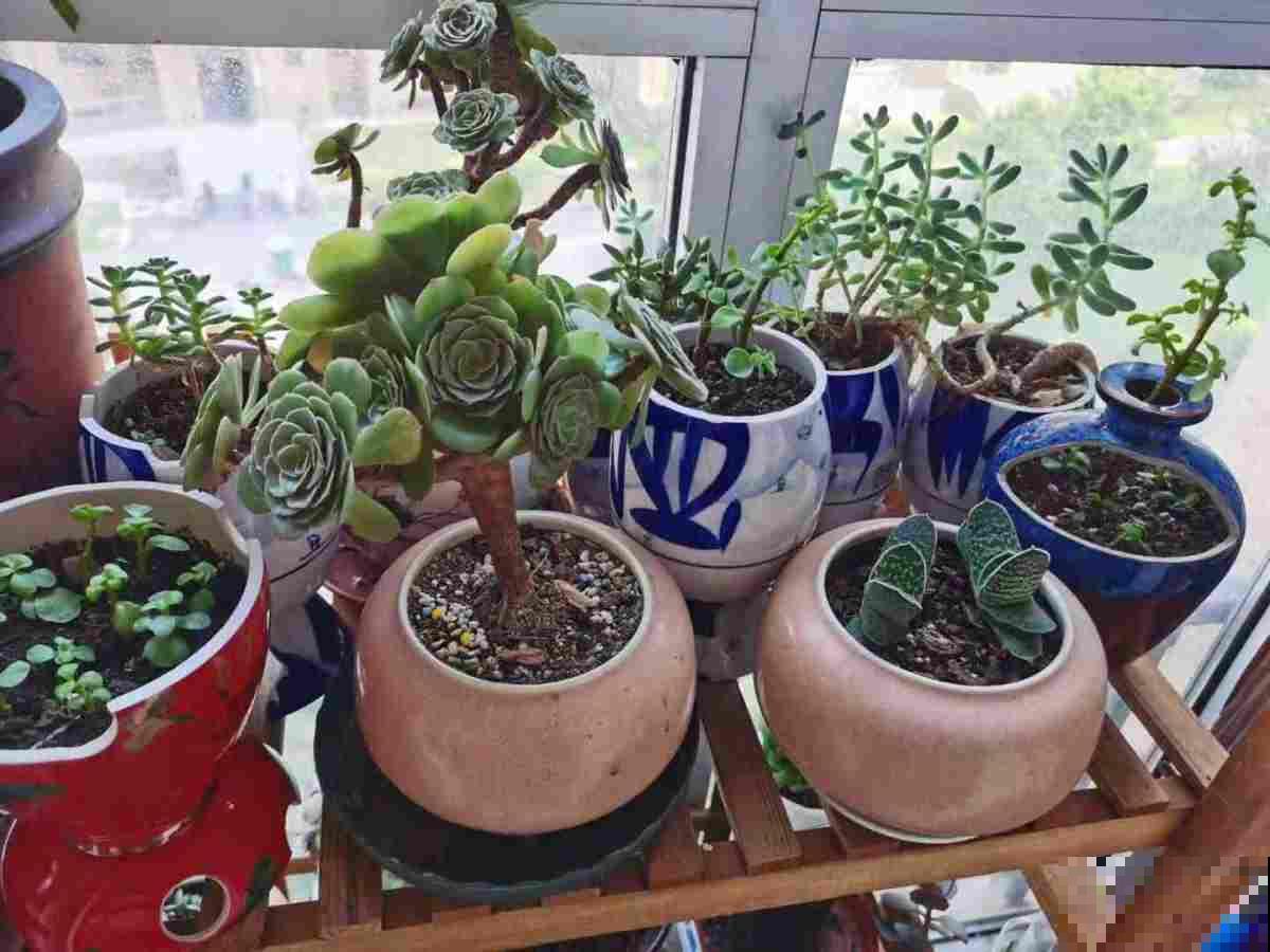 3个养花“禁地”，摆放花盆一定养不好