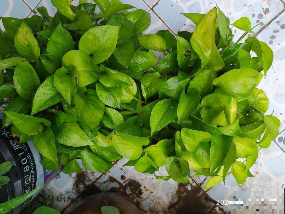 养绿萝要学会找“小机关”，学会“打开机关”，绿萝叶子油亮反光