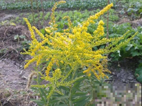 因为长势太霸道，被全城围剿上热搜，加拿大一枝黄花到底是什么