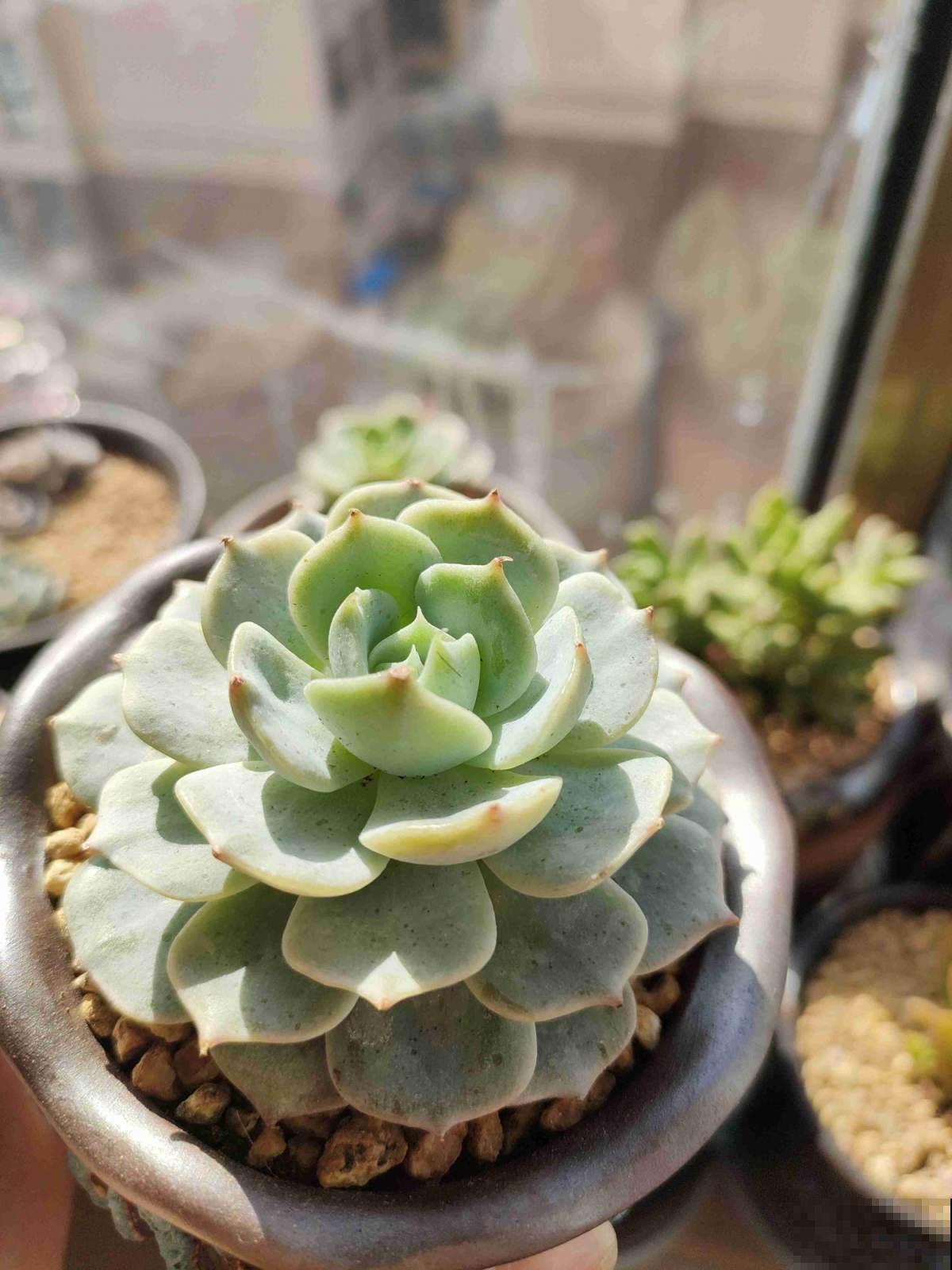 坐标哈尔滨，室外-18℃室内27℃，热得植物通通遭殃