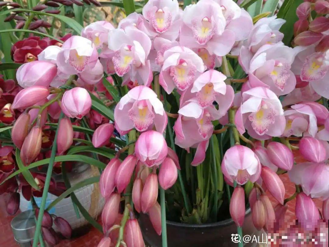 10种旺运花，一个月内要涨价，现在赶紧买