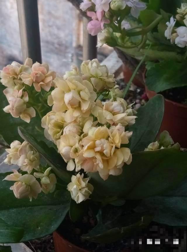 10月养长寿花要做2件事，不然白养大半年，根本不开花