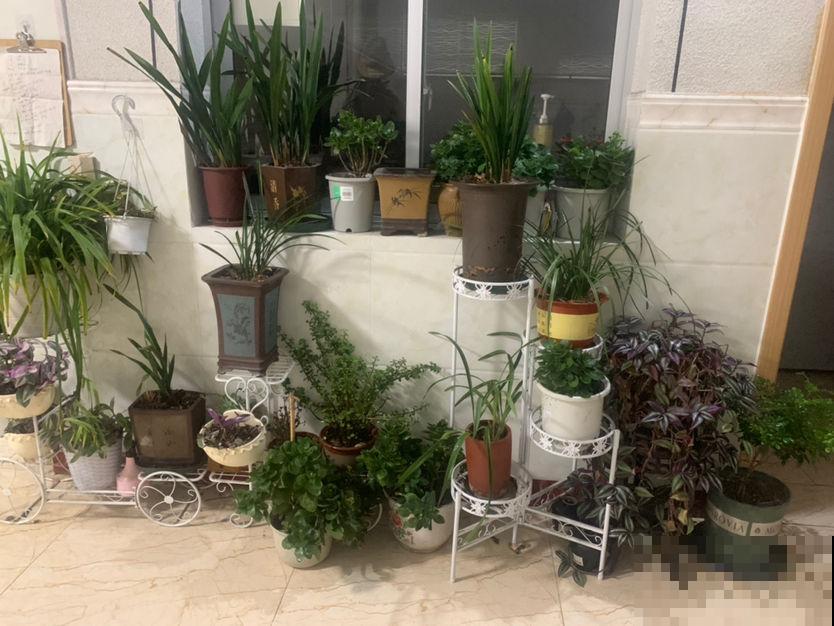 1个塑料袋,让植物安稳过冬,操作很简单 1个塑料袋,让植物安稳过冬,操作很简单