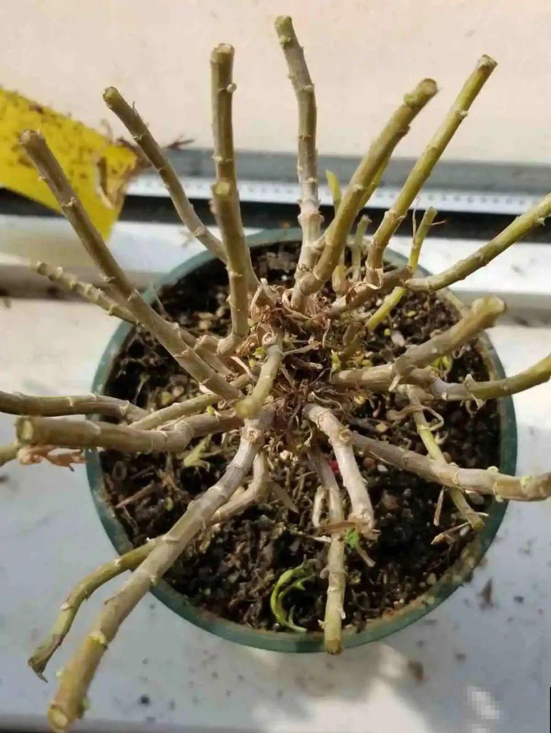 秋天种16种花，冬天就能开爆盆，满盆都是花