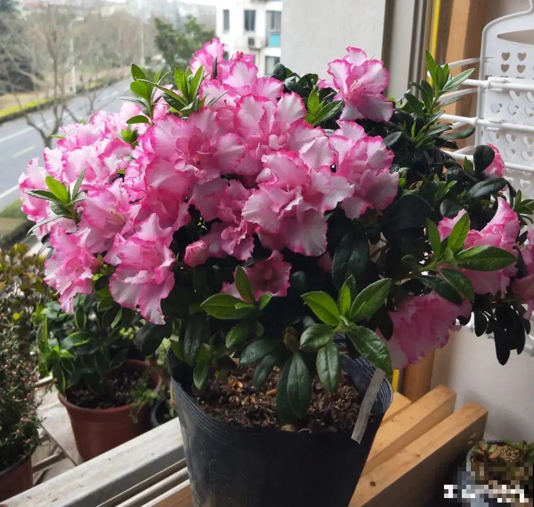 15种花，冬季浇水要注意，浇错了容易冻伤