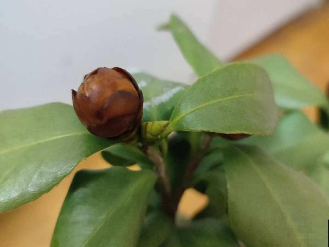 冬天常见的茶花，6个“毛病”经常犯，真难养