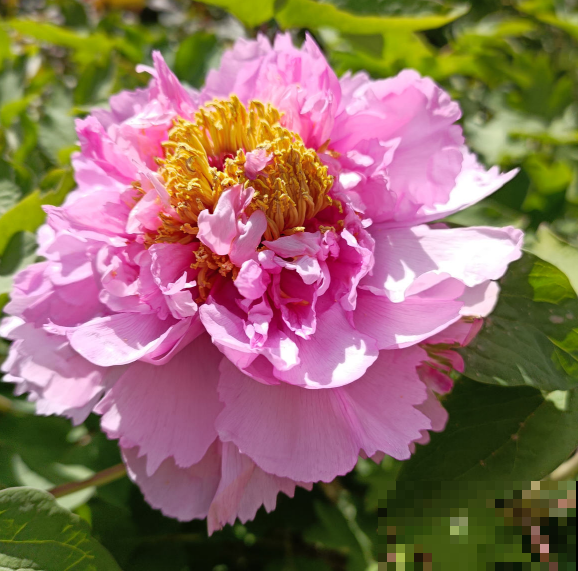 芍药和牡丹，傻傻分不清楚，6个方法教你快速区别