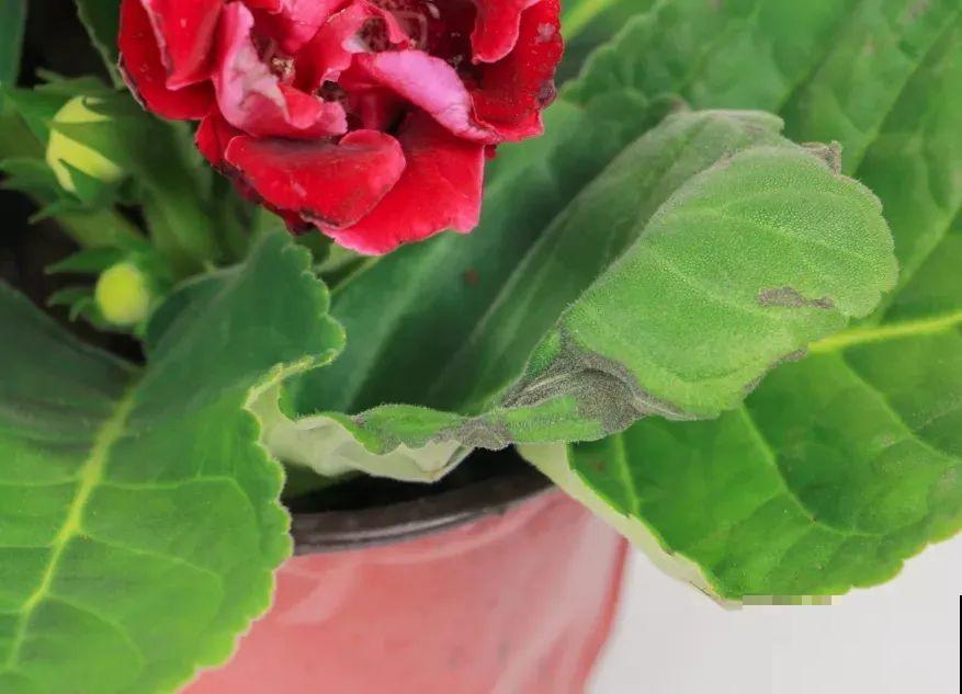 家里没光就养大岩桐，开花堪称“人间富贵花”，繁殖特简单