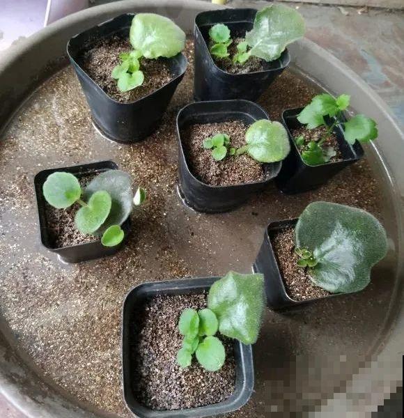 秋天种16种花，冬天就能开爆盆，满盆都是花