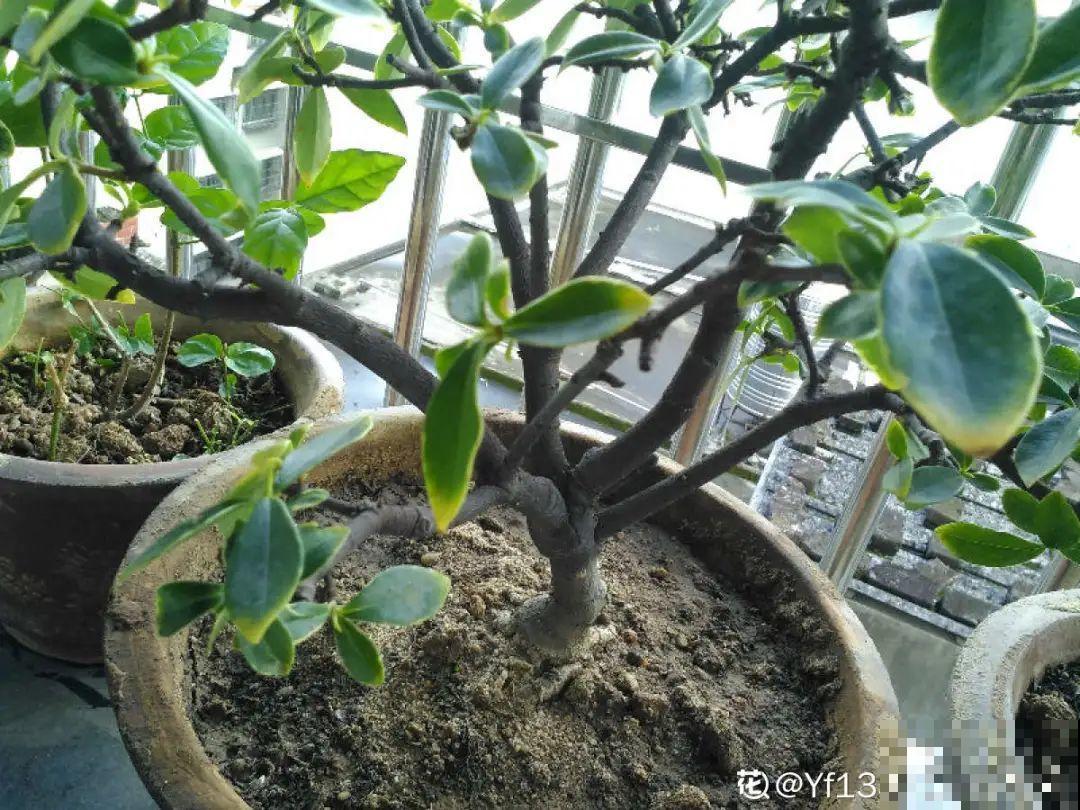 秋天在家养盆“香香花”，满屋子香味，还特耐寒