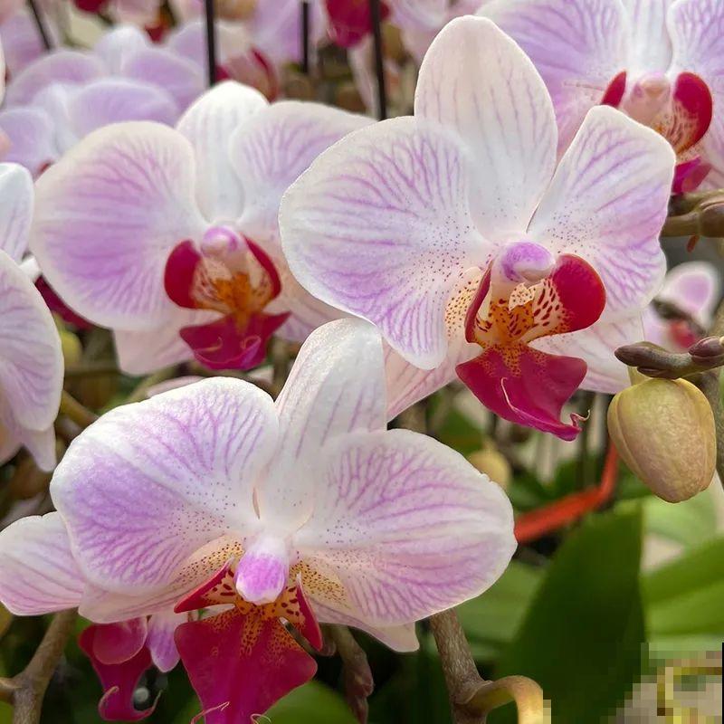 12月啦,快买“喜庆花”,能开3个月,下个月就涨价,别被 12月啦,快买“喜庆花”,能开3个月,下个月就涨价,别被