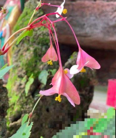 5种花,名字带“秋”,养护超简单 5种花,名字带“秋”,养护超简单