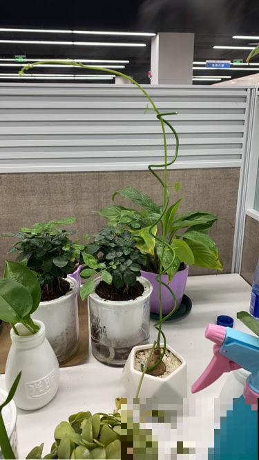 能活上百年的7种植物,长寿又吉利,能养成“传家宝” 能活上百年的7种植物,长寿又吉利,能养成“传家宝”