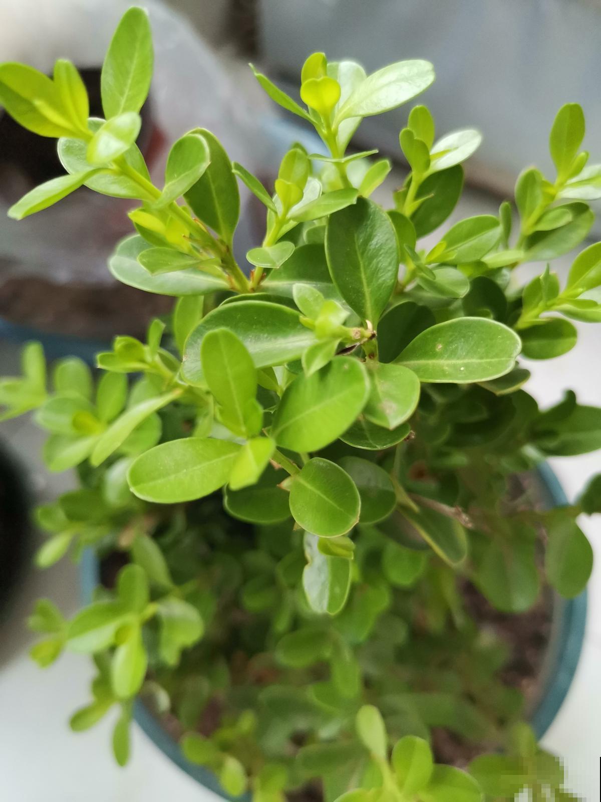 比香水还好闻的6种植物，秋冬种上它，满屋子都是香味