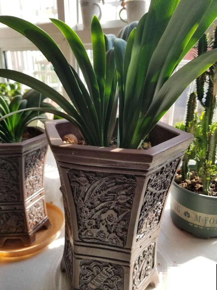 这6种花冬天别喷水，千万要管住手，黄叶黑斑远才能离它