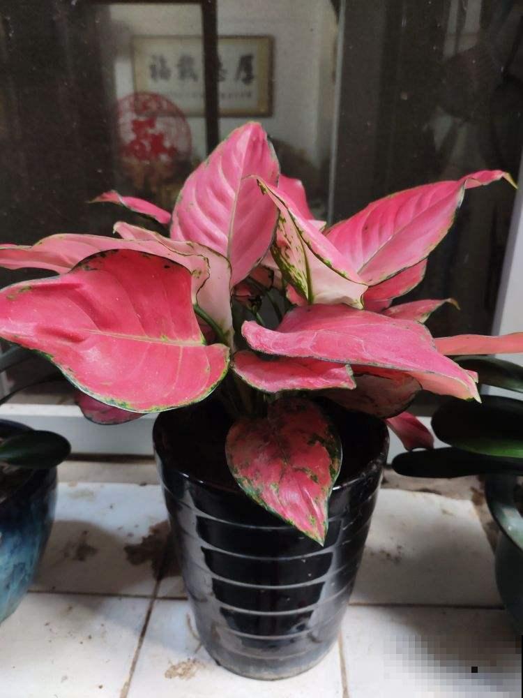 10道花卉竞赛题目，都答对的人太少，答对6道就是大神