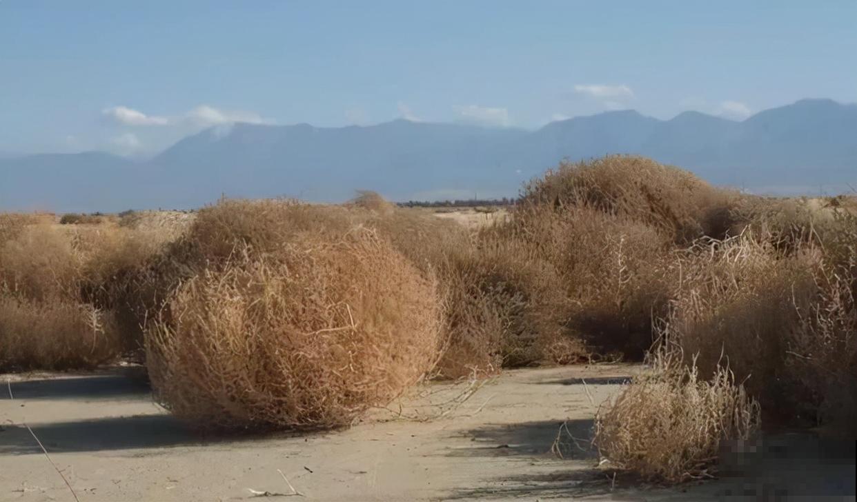 1种野草让美国人心累,中国人却做成美食,废物利用真是高明 1种野草让美国人心累,中国人却做成美食,废物利用真是高明