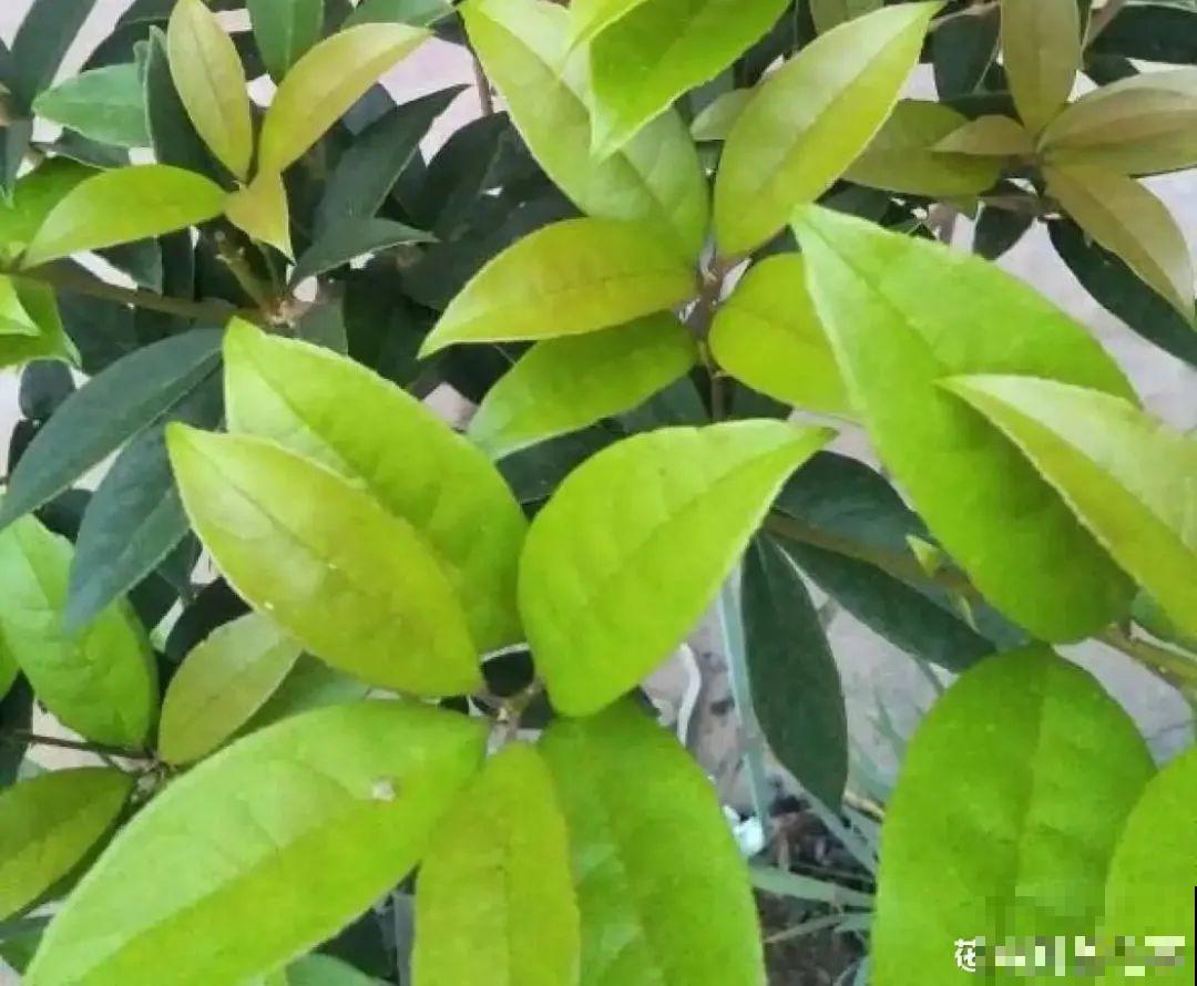 秋天种16种花，冬天就能开爆盆，满盆都是花