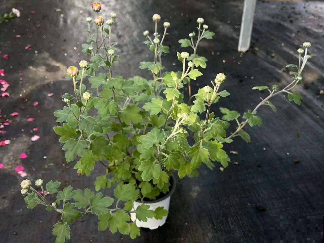 近几年新晋网红花,耐阴耐寒耐热,四季都能开花 近几年新晋网红花,耐阴耐寒耐热,四季都能开花