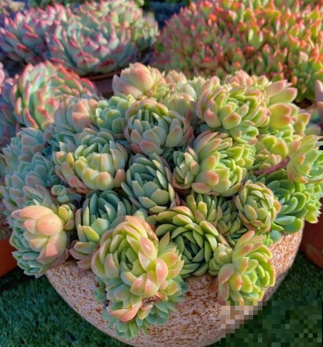 4种可以变成“老桩”的多肉，适合新手养，轻松就能变“老桩”