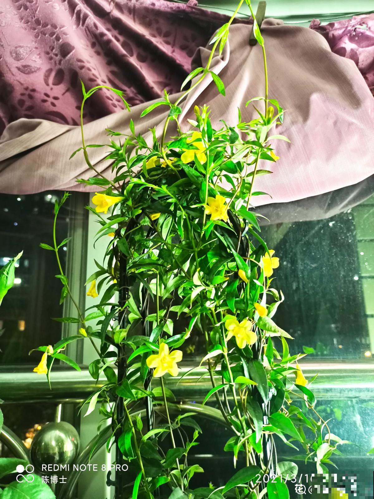 1种花，开花多，味道香，媲美月季