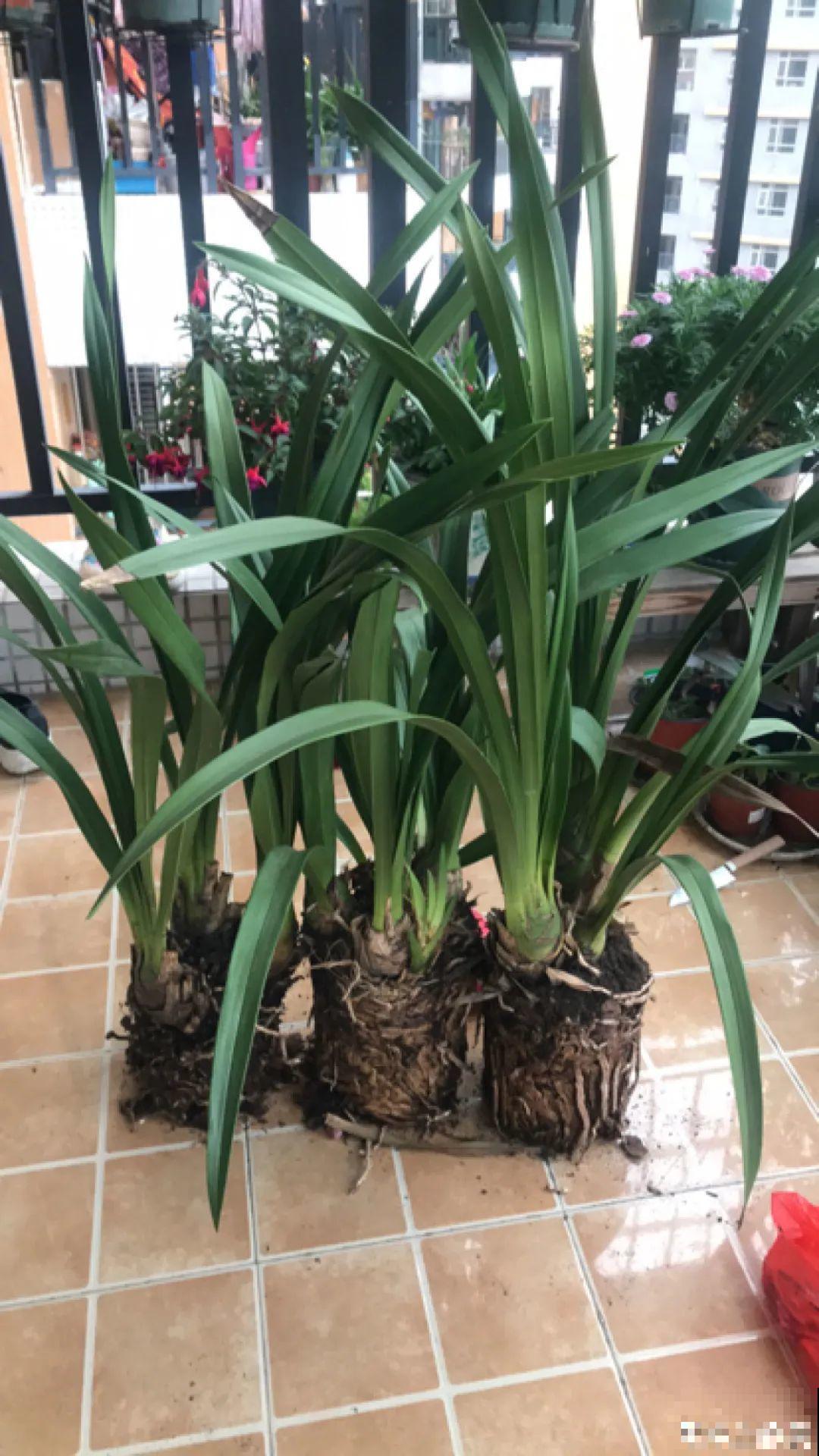 养花大棚倒闭,“贵货花”路边扔了一地,后悔没带个大麻袋 养花大棚倒闭,“贵货花”路边扔了一地,后悔没带个大麻袋