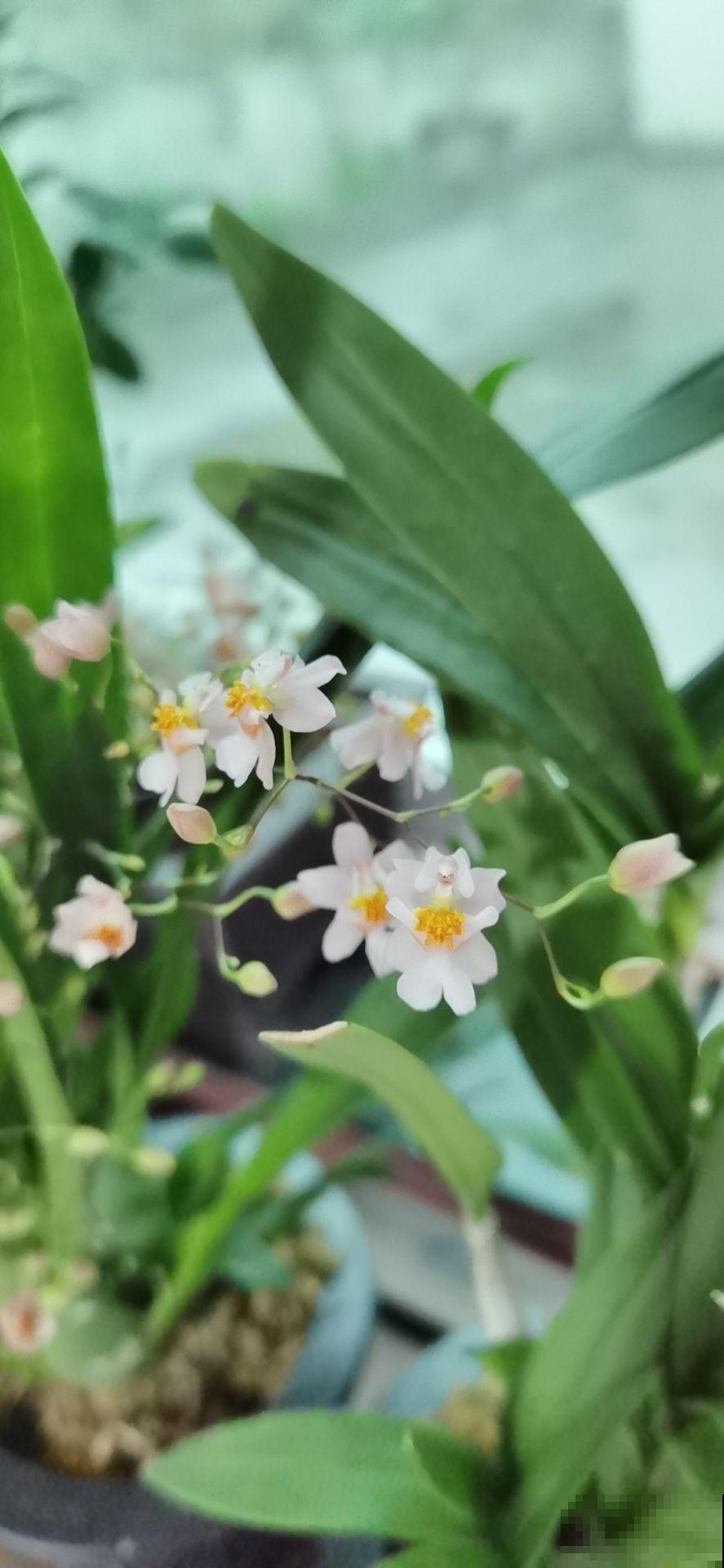 年底养盆年宵花,再过一个月就涨价,早买省大钱 年底养盆年宵花,再过一个月就涨价,早买省大钱