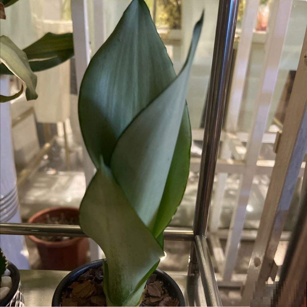 土里埋个“大杏仁”,冬天冻一冻,明年春天花开满园 土里埋个“大杏仁”,冬天冻一冻,明年春天花开满园