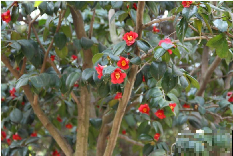 1种花特耐寒,冰天雪地也开花,颜色热闹火红 1种花特耐寒,冰天雪地也开花,颜色热闹火红