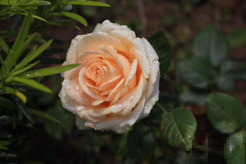 适合新手养的月季，花朵一个比一个大，花期还超长待机