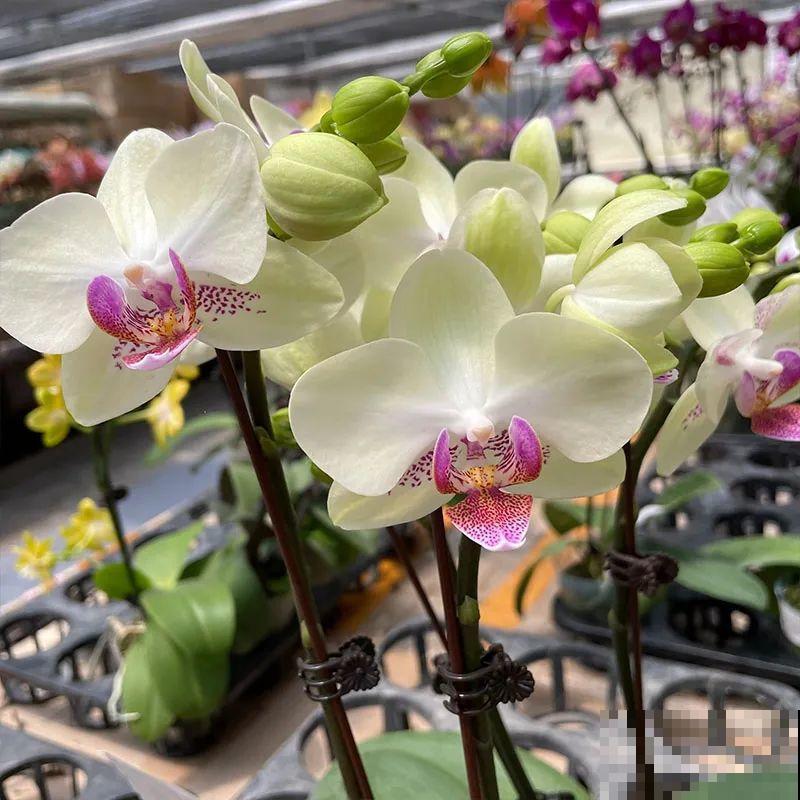 能开大半年的“蝴蝶花”,皮实耐阴好养活,养在家里喜庆热闹 能开大半年的“蝴蝶花”,皮实耐阴好养活,养在家里喜庆热闹