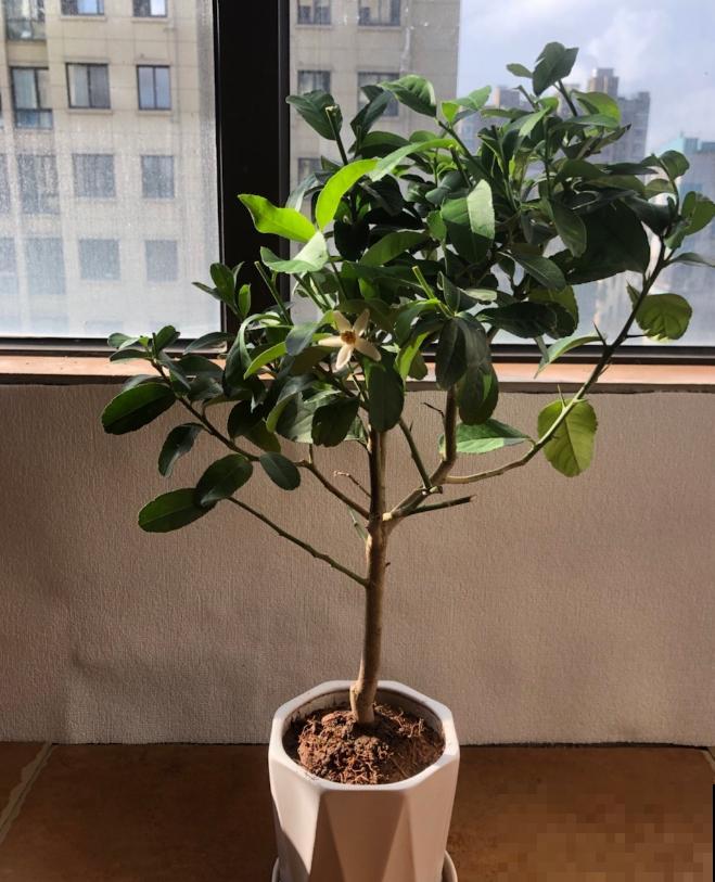 8种“安全花”，家里有老人孩子孕妇都不怕，反而清新养人