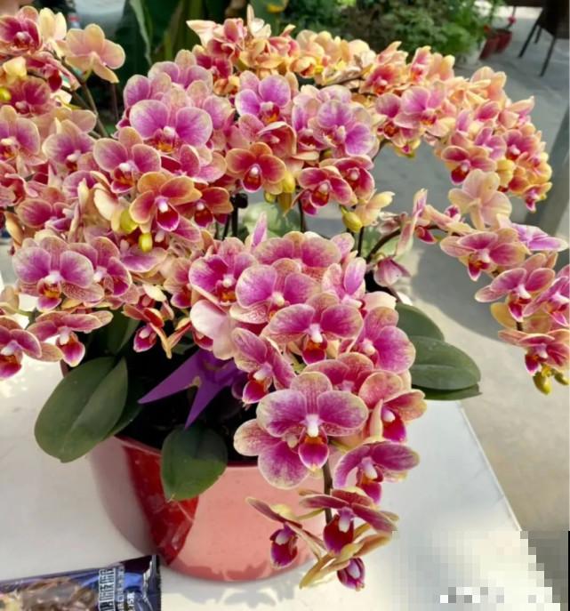 秋天给花补点“猛肥”,嫩芽一茬接一茬,花苞呼呼冒 秋天给花补点“猛肥”,嫩芽一茬接一茬,花苞呼呼冒