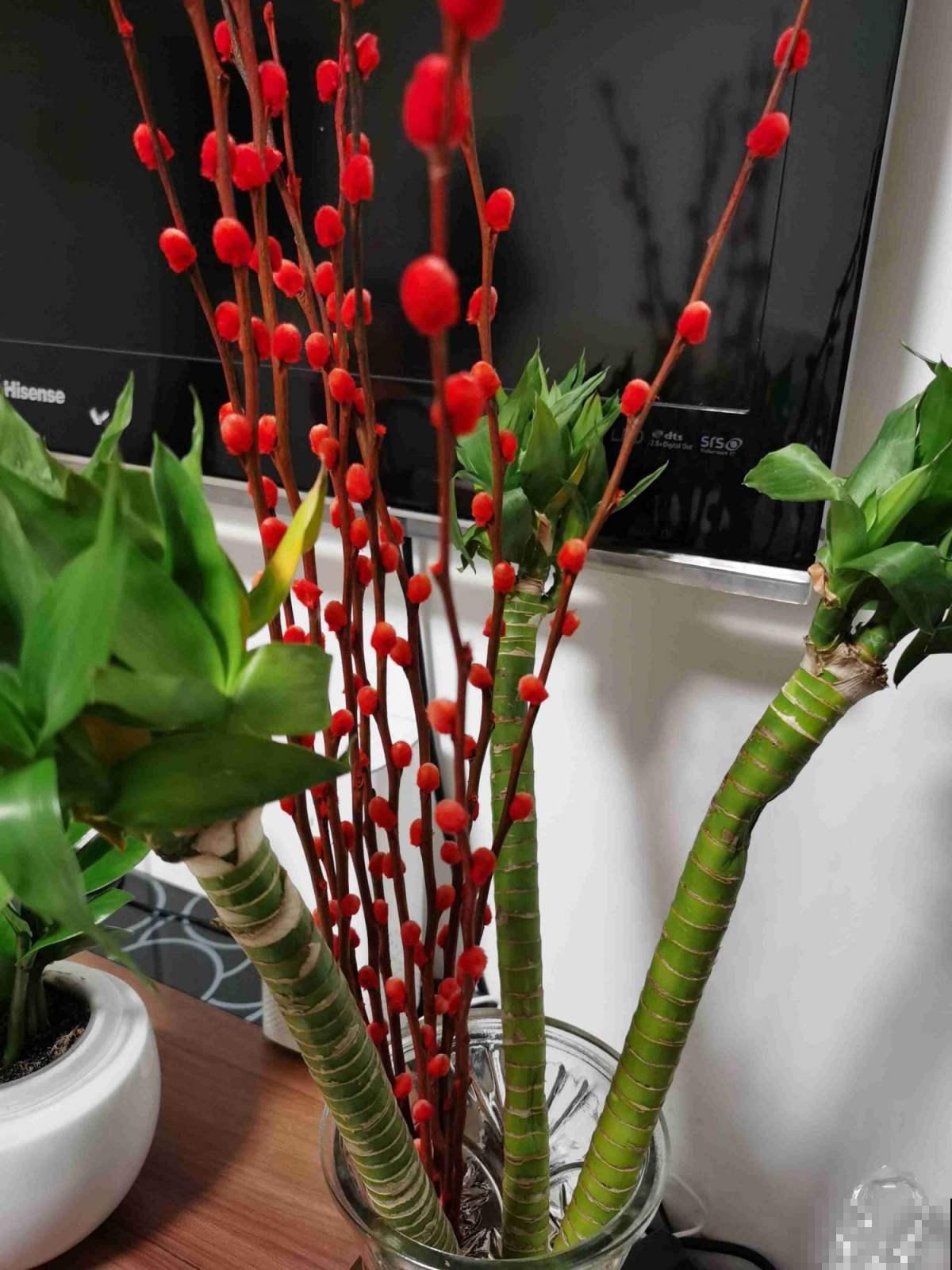 “银柳家里放，啥啥都兴旺”，一把枝条插瓶里，养好几年没问题