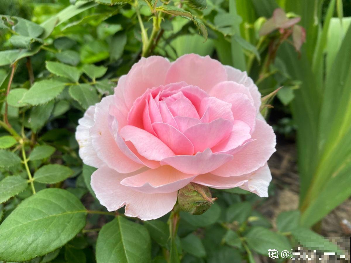 玫瑰、月季、蔷薇傻傻分不清，只要3个方法，一眼就认出来