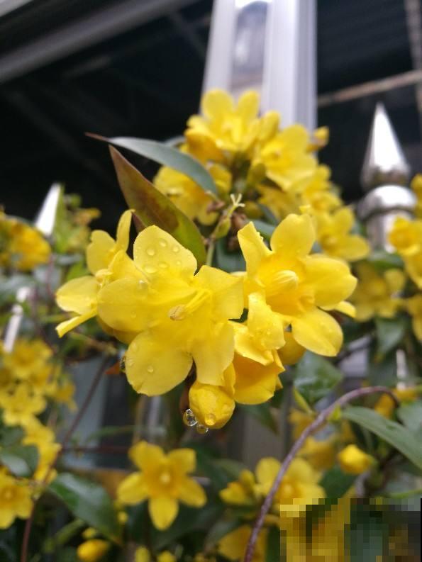 5种花有毒,出门看见后,千万别摘着吃 5种花有毒,出门看见后,千万别摘着吃