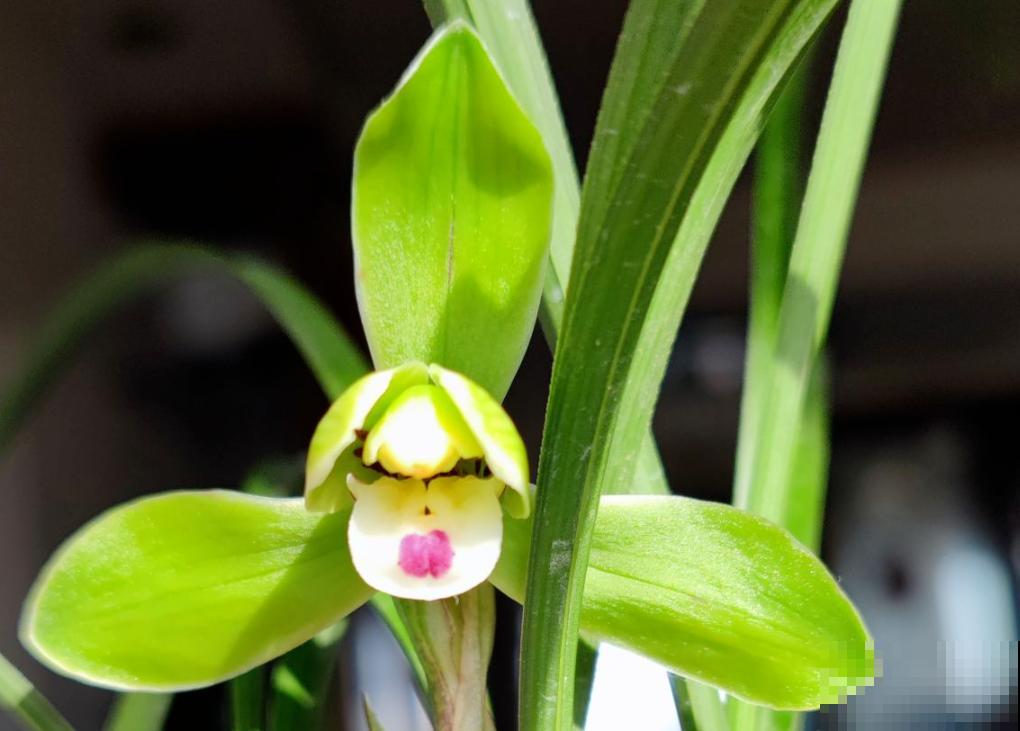 养兰花的人,值得岁月最好的眷顾,内附养花性格分析 养兰花的人,值得岁月最好的眷顾,内附养花性格分析