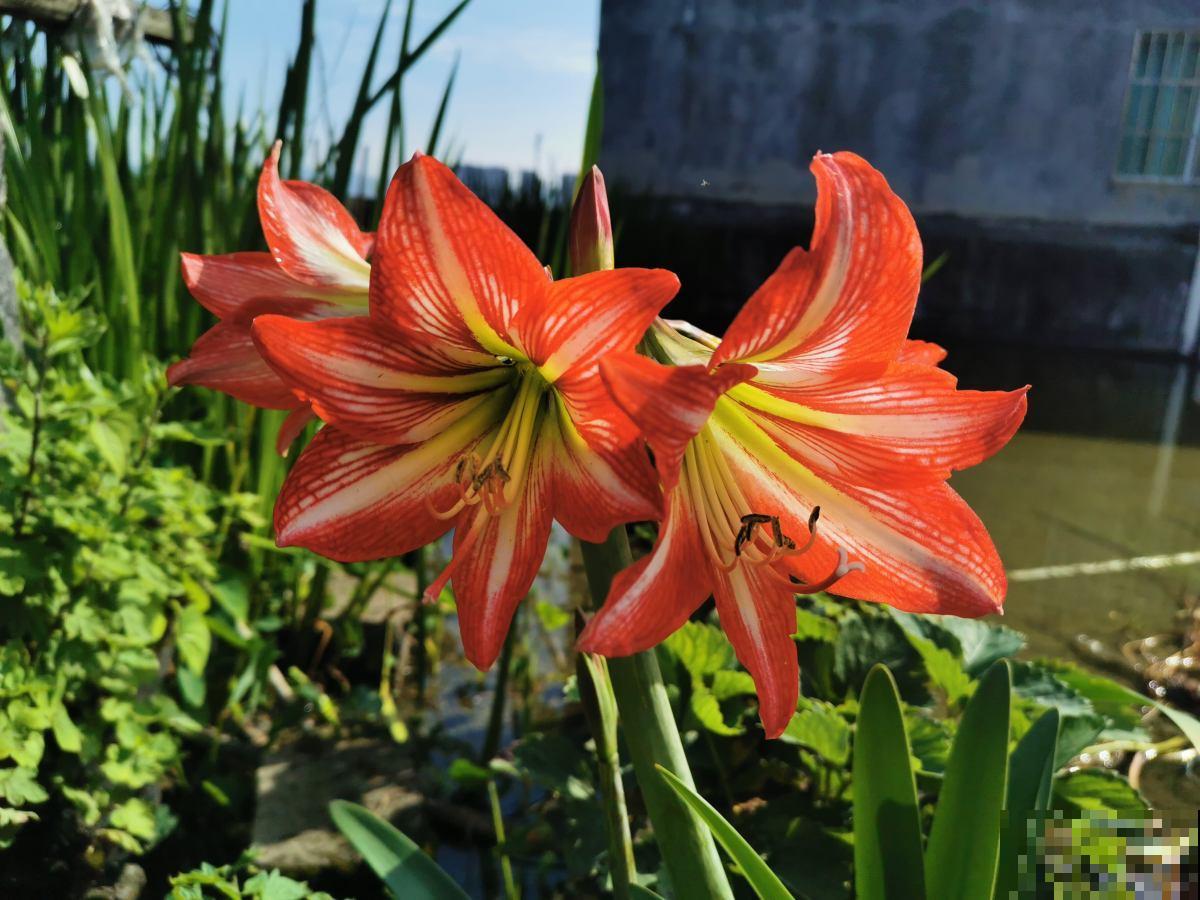 1种花名叫“朱顶红”，开花比碗口还大，中老年人养一次就上瘾