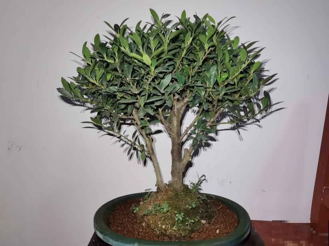 百年寺院道观种的“七贤”,原来是这7种花,家里养一盆好运连连 百年寺院道观种的“七贤”,原来是这7种花,家里养一盆好运连连