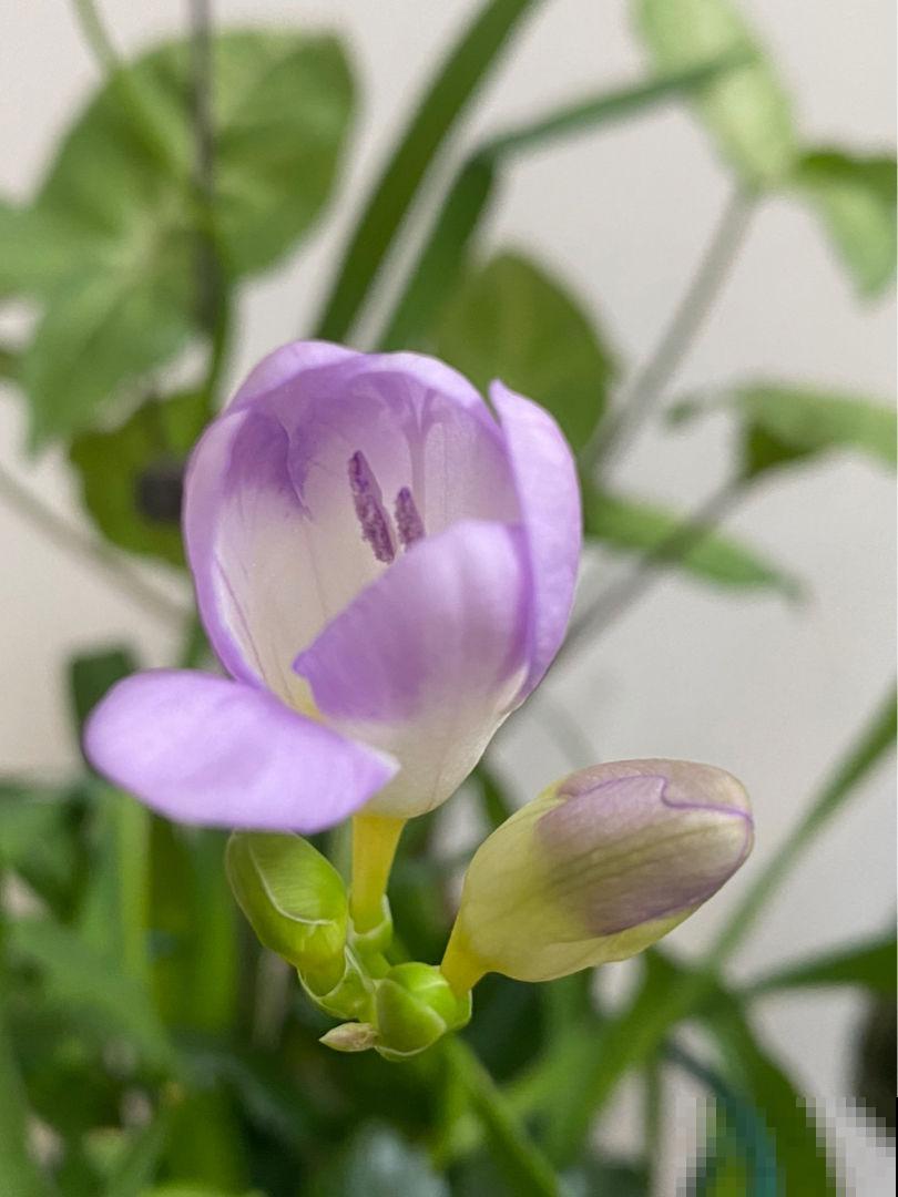 冬天养1种“香水花”，比绿萝好养，开花成“彩虹”，满屋子香味